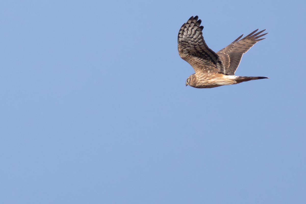 Hen Harrier - ML385787701