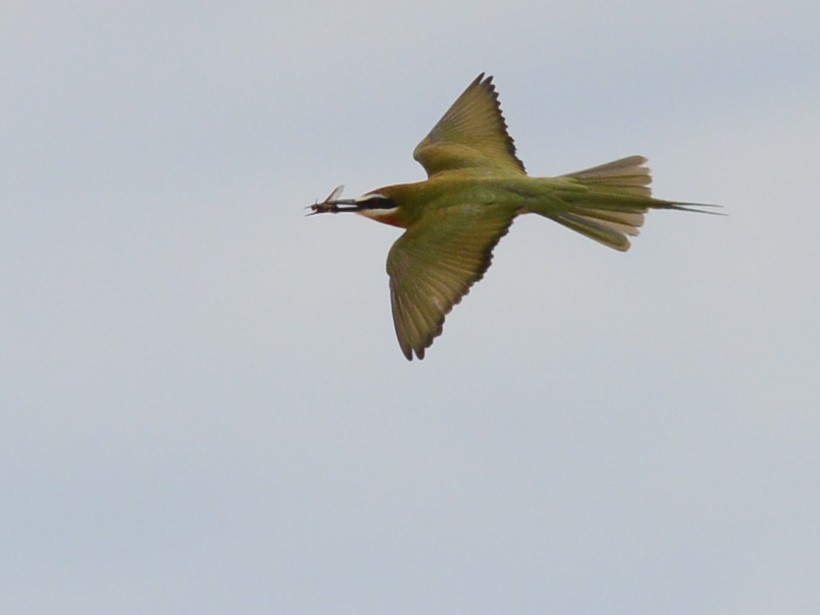 Madagascar Bee-eater - Alan Van Norman