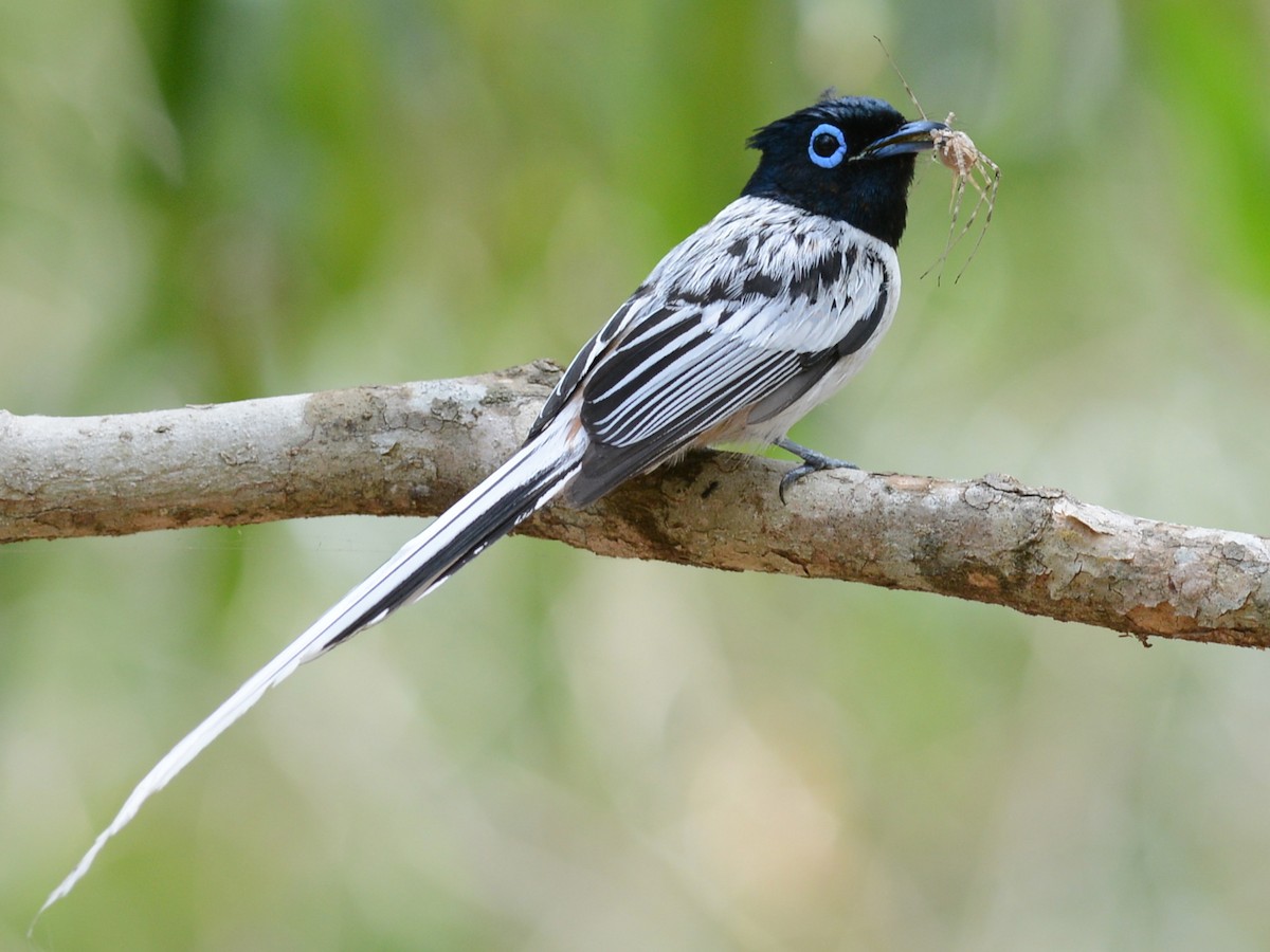 Malagasy Paradise-Flycatcher - Alan Van Norman