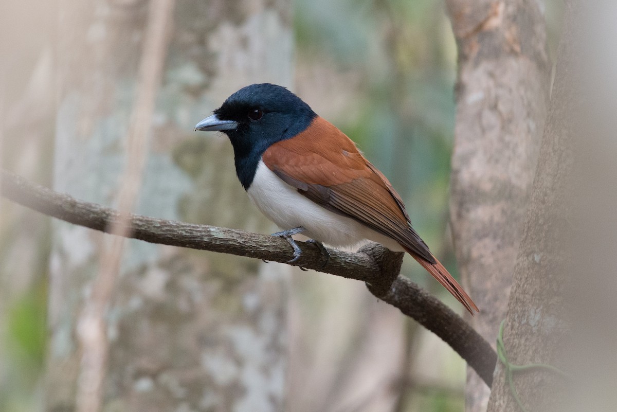 Rufous Vanga - John C. Mittermeier