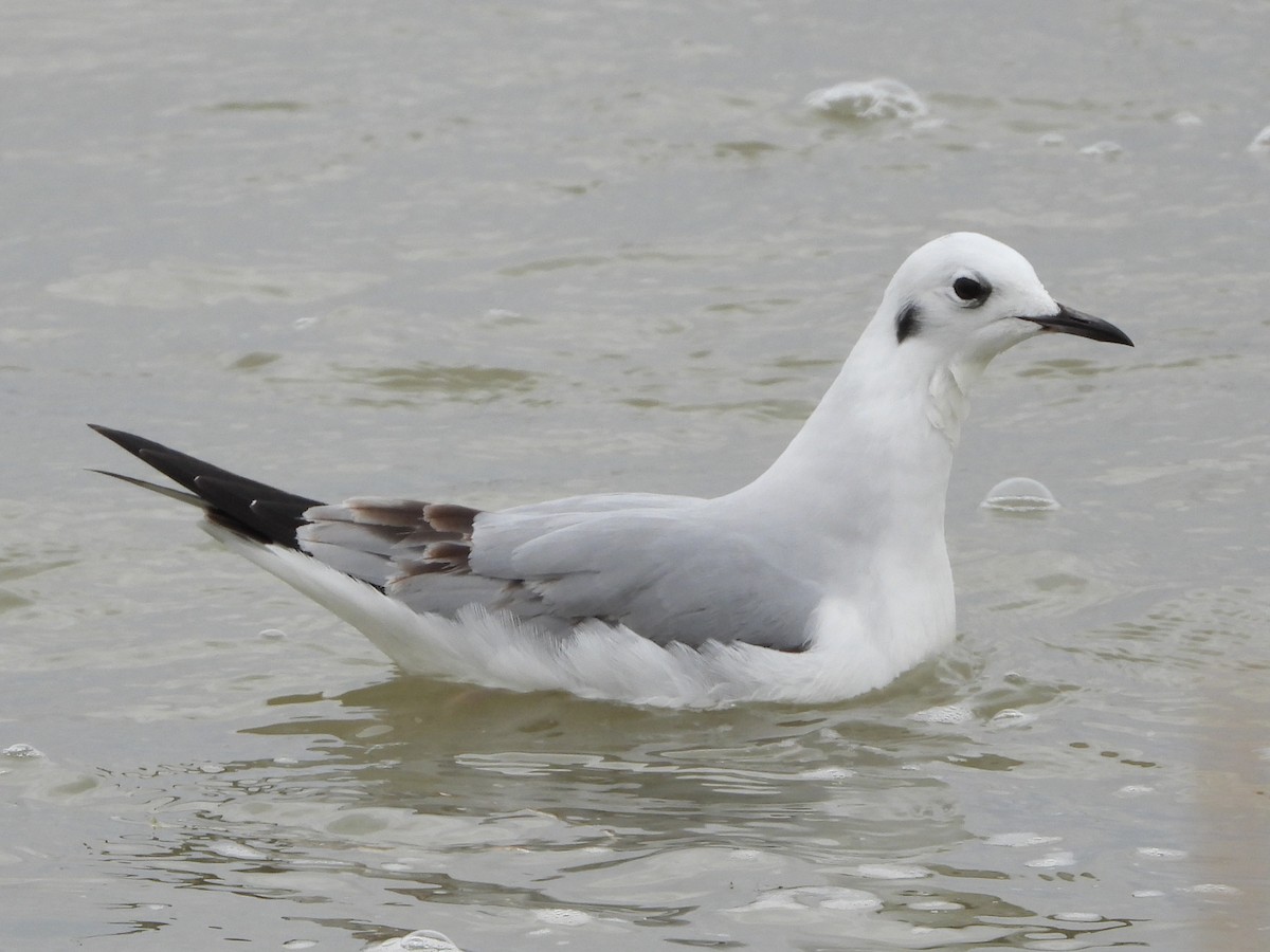 Bonaparte's Gull - ML385788511