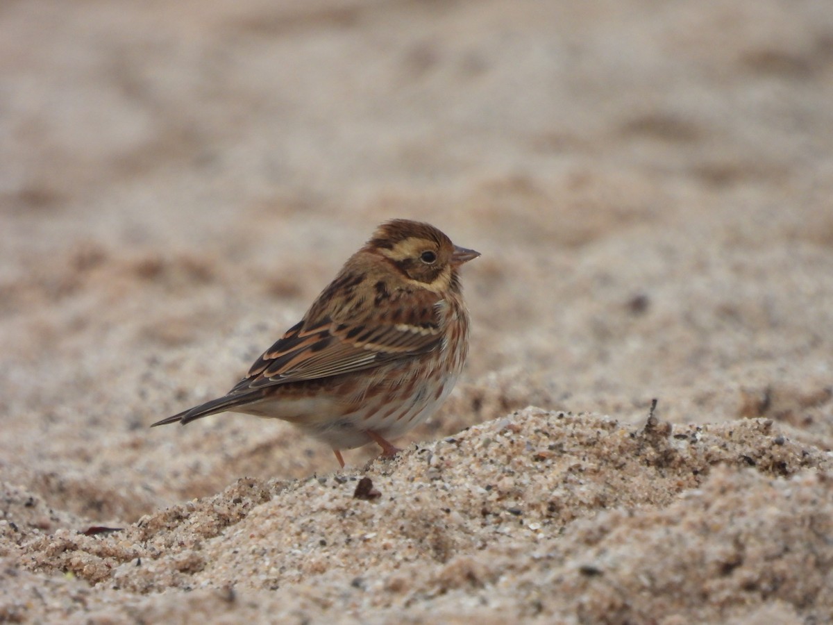 Rustic Bunting - ML385788591