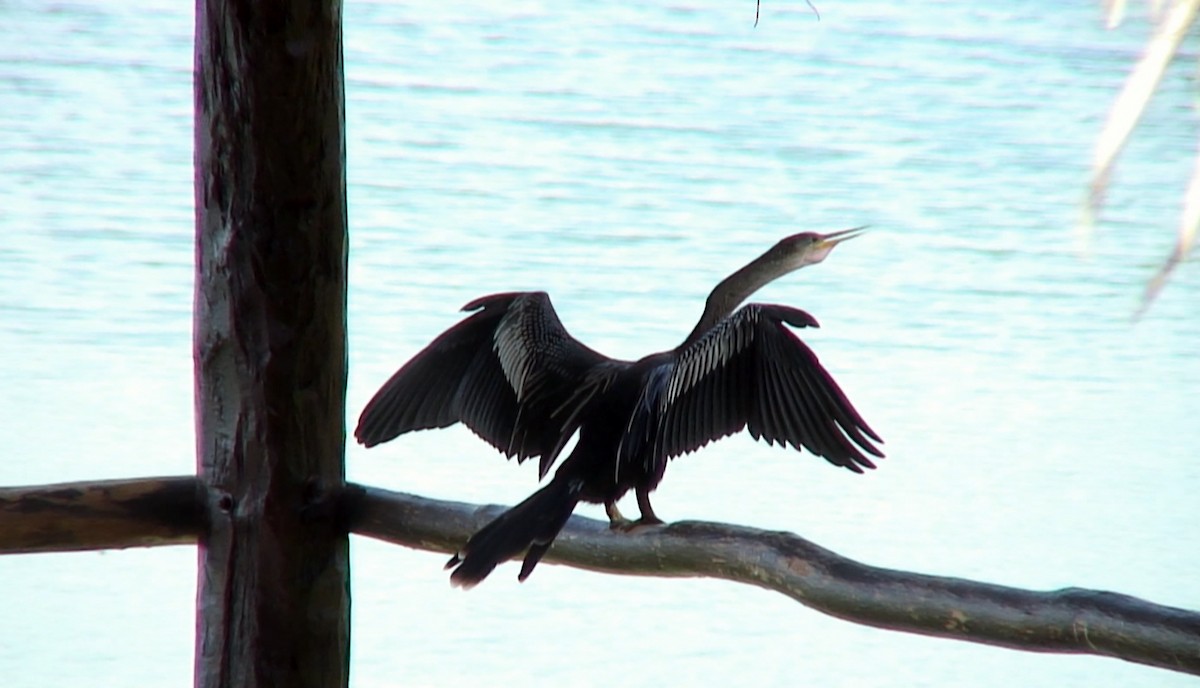 Anhinga - Josep del Hoyo