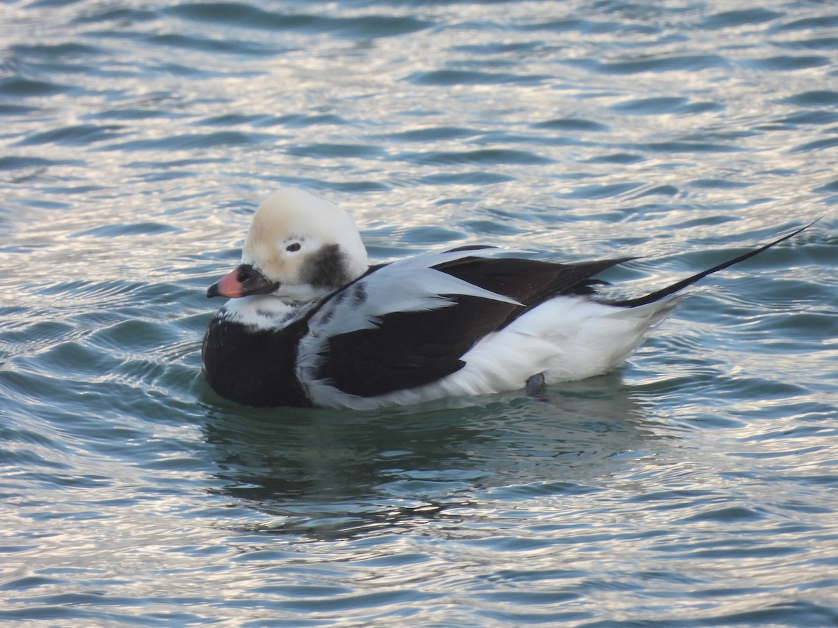 Long-tailed Duck - ML385791501