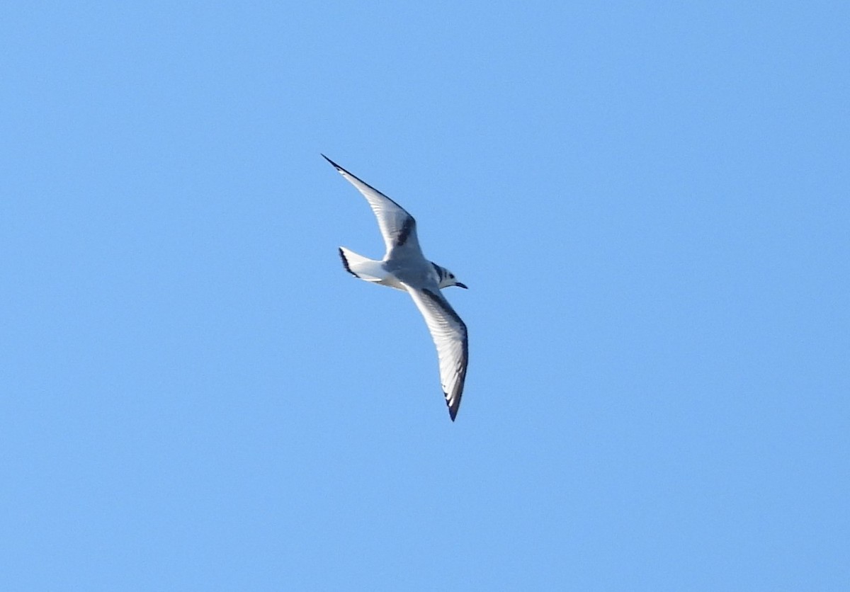 Black-legged Kittiwake - Frithjof Vogeley