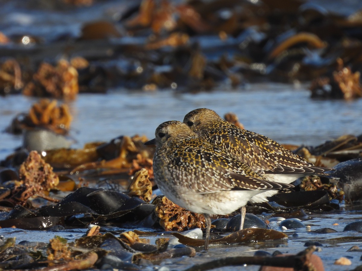 European Golden-Plover - Frithjof Vogeley