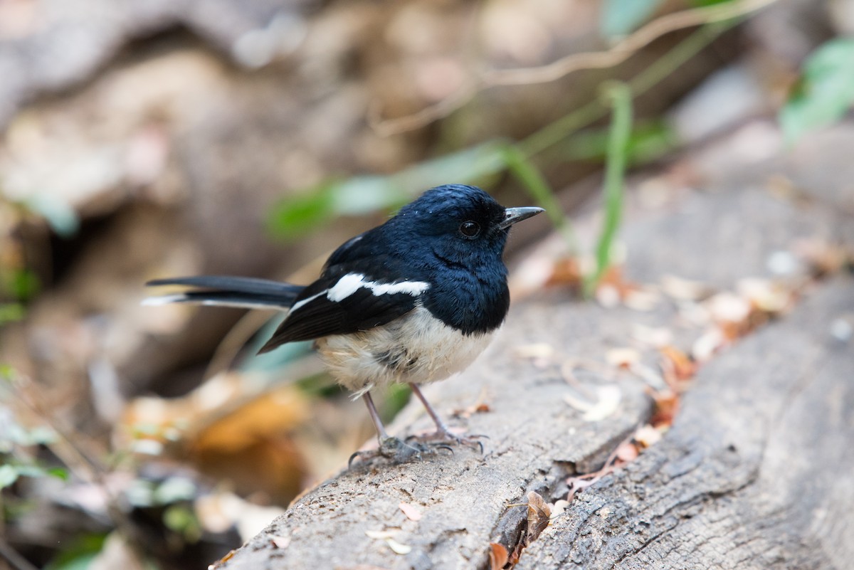 Madagascar Magpie-Robin - ML38579321