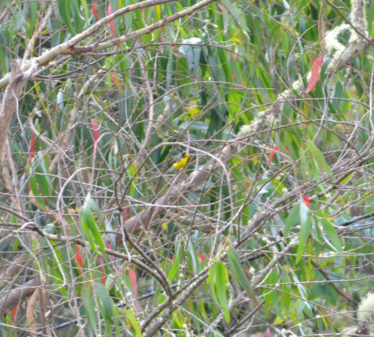 Golden-fronted Redstart - ML385794721