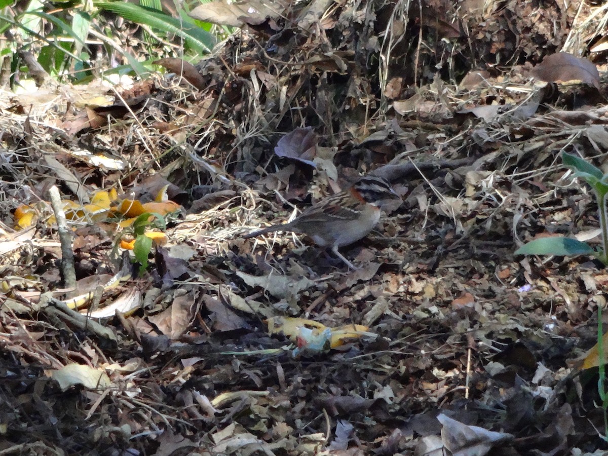 Rufous-collared Sparrow - ML385795791