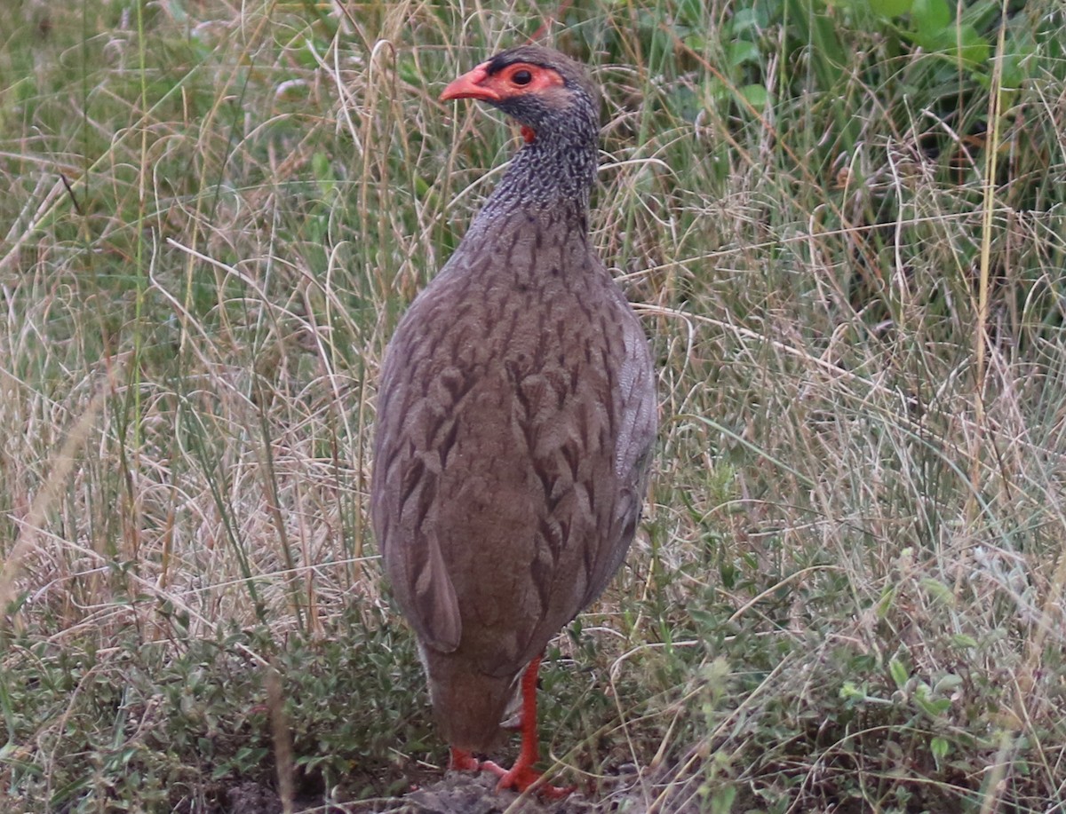 Red-necked Spurfowl - ML385796531