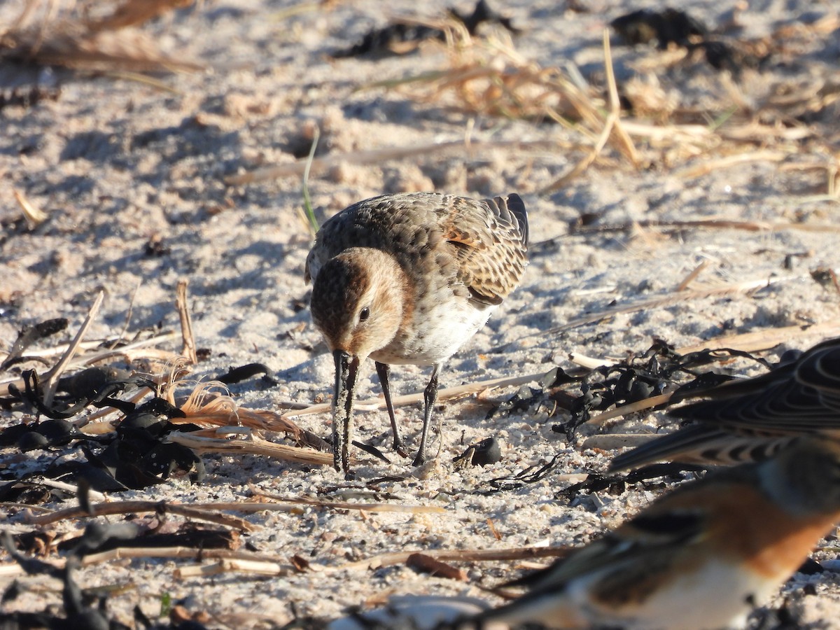 Dunlin - ML385796591