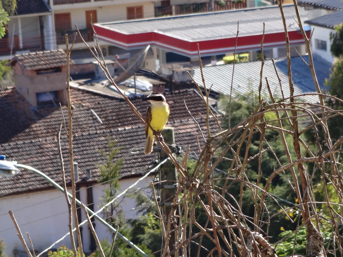 Great Kiskadee - ML385796601