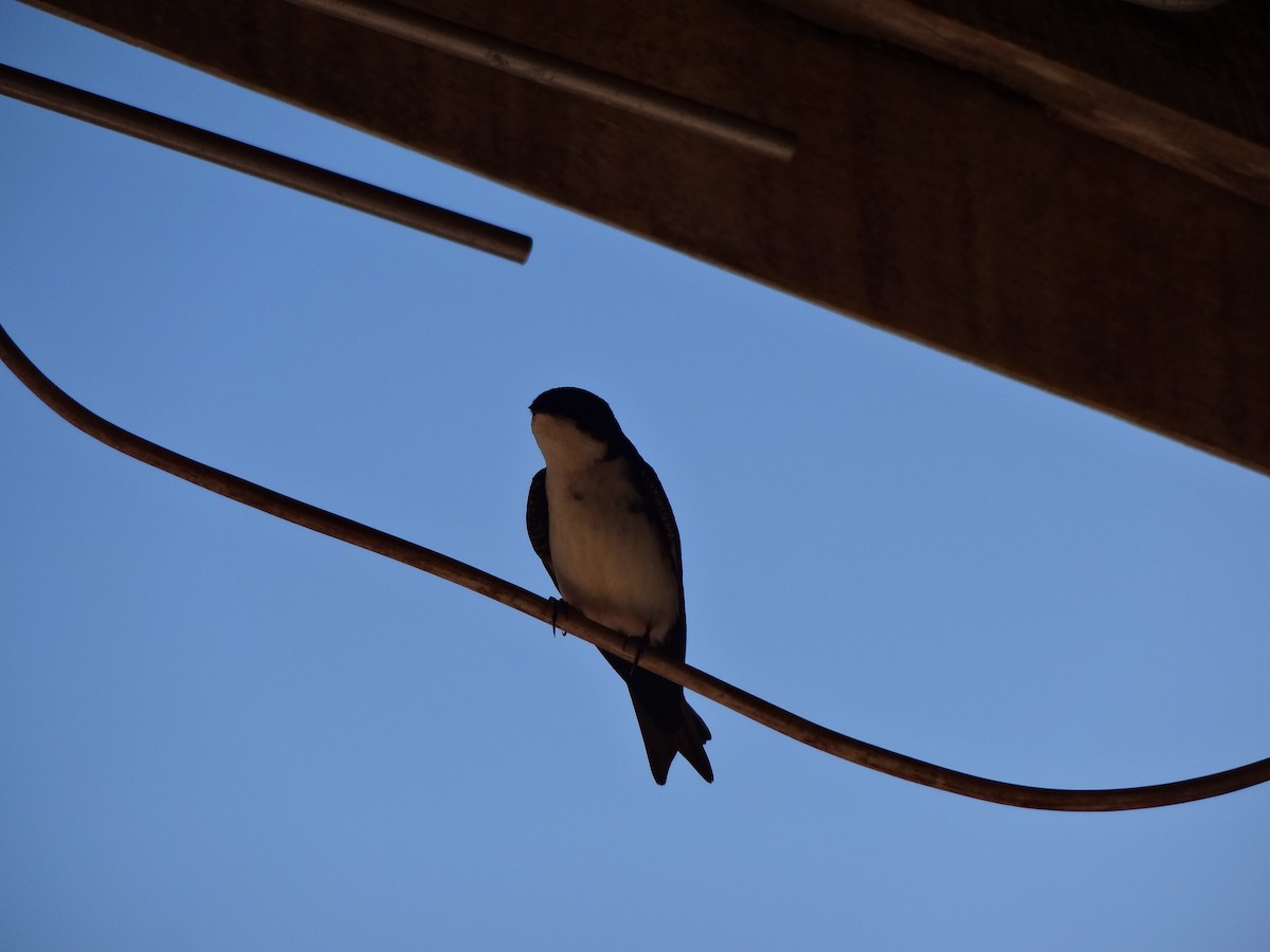 swallow sp. - ML385796631