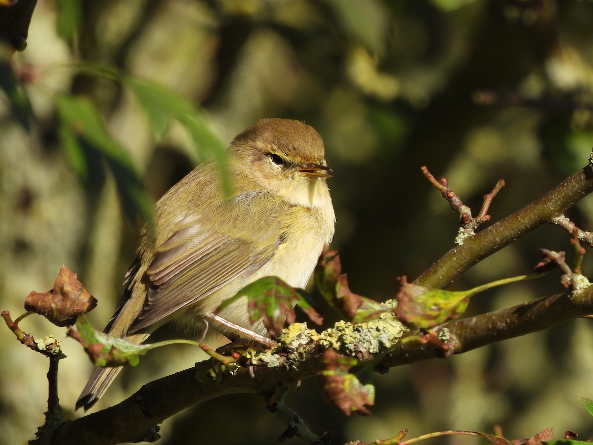 Common Chiffchaff - ML385796821