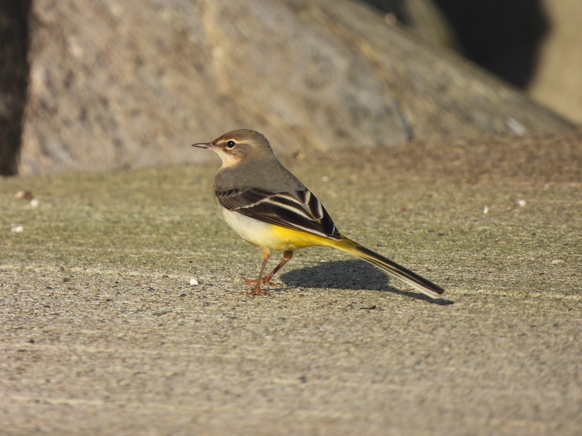 Gray Wagtail - ML385796881