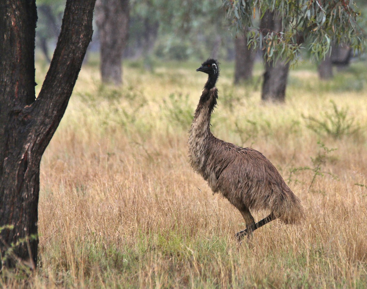 Émeu d'Australie - ML385798621