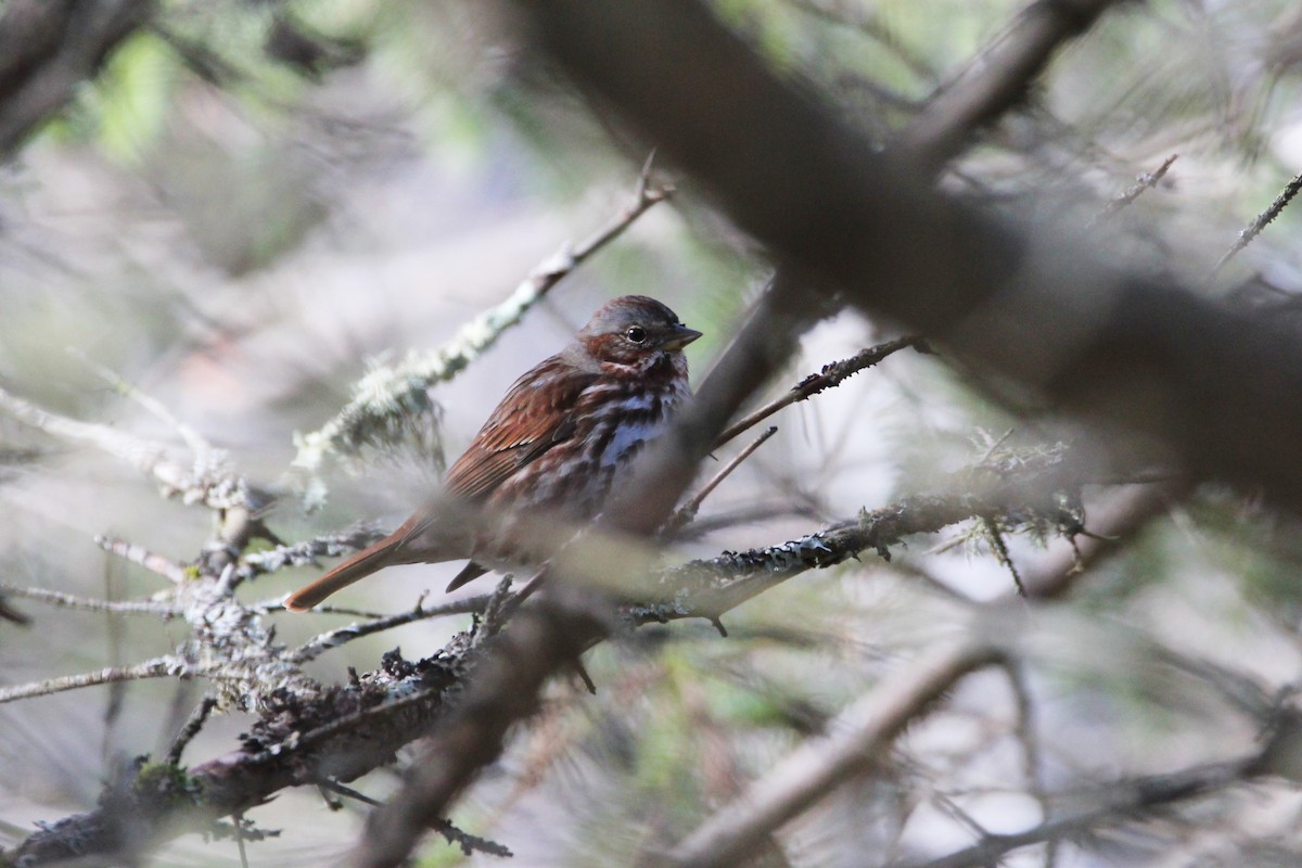 Fox Sparrow (Red) - Quinten Wiegersma