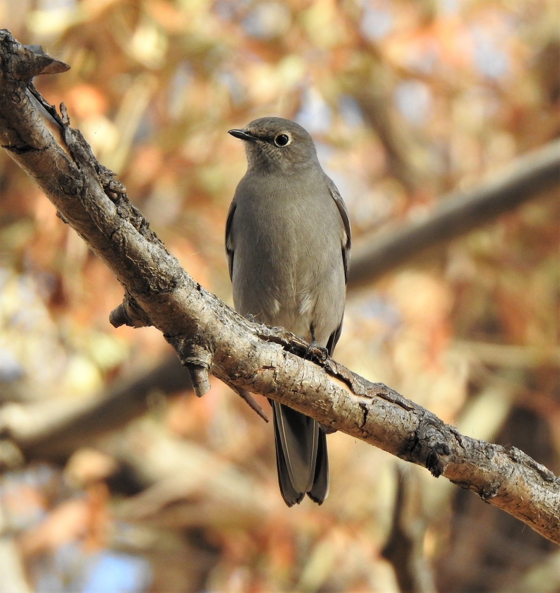 Townsend's Solitaire - ML385799091