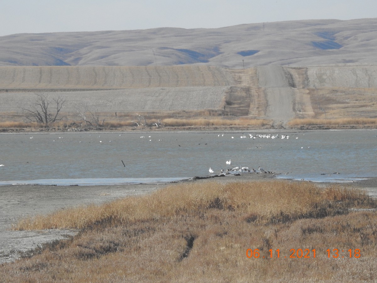 Tundra Swan - ML385799901