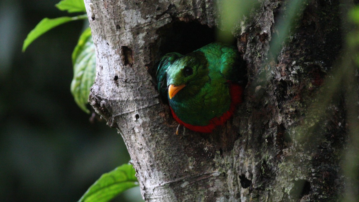 Golden-headed Quetzal - ML38580091