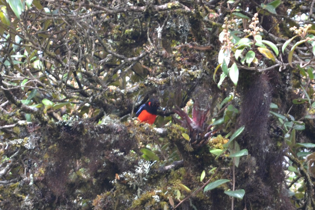 Scarlet-bellied Mountain Tanager - ML385801231