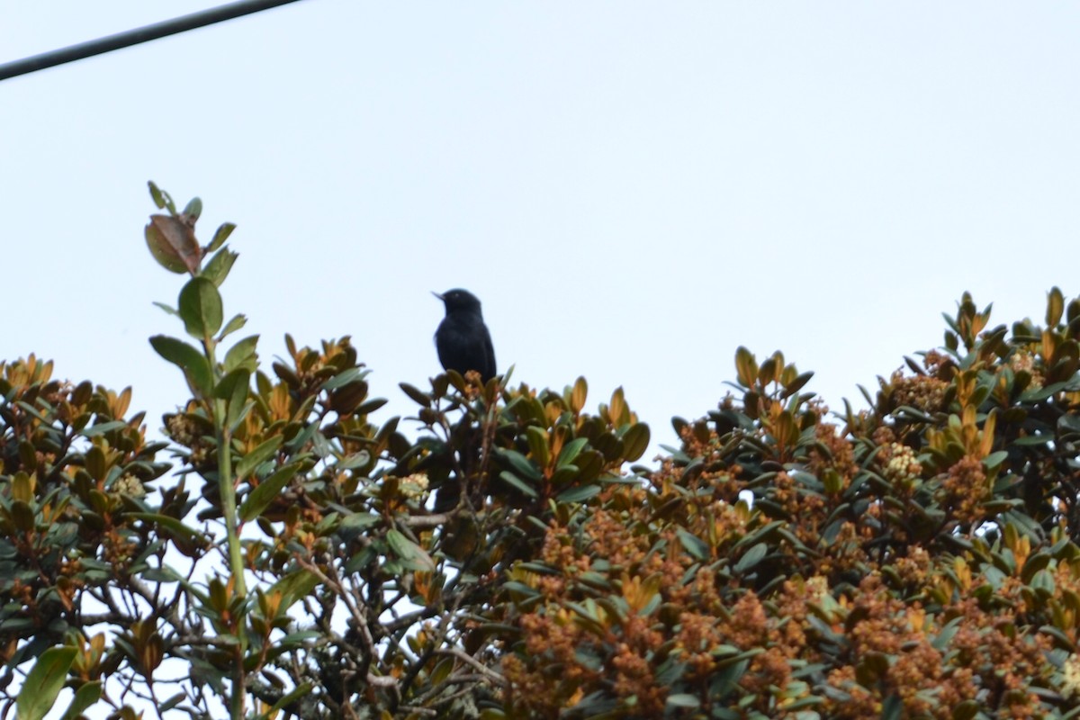 Black Flowerpiercer - ML385801301