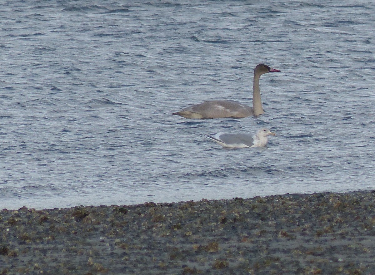 Trumpeter/Tundra Swan - Gus van Vliet