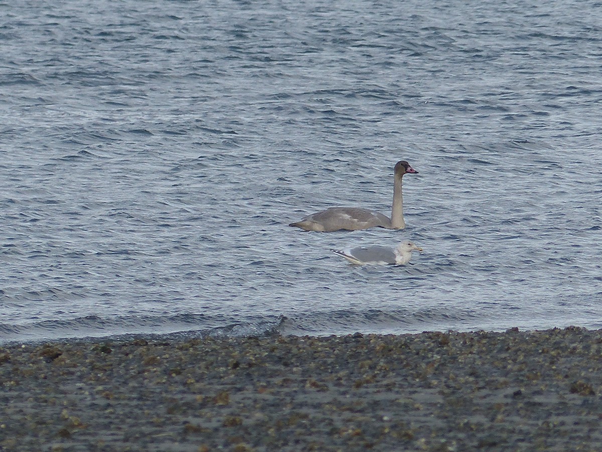 Trumpeter/Tundra Swan - ML385801611