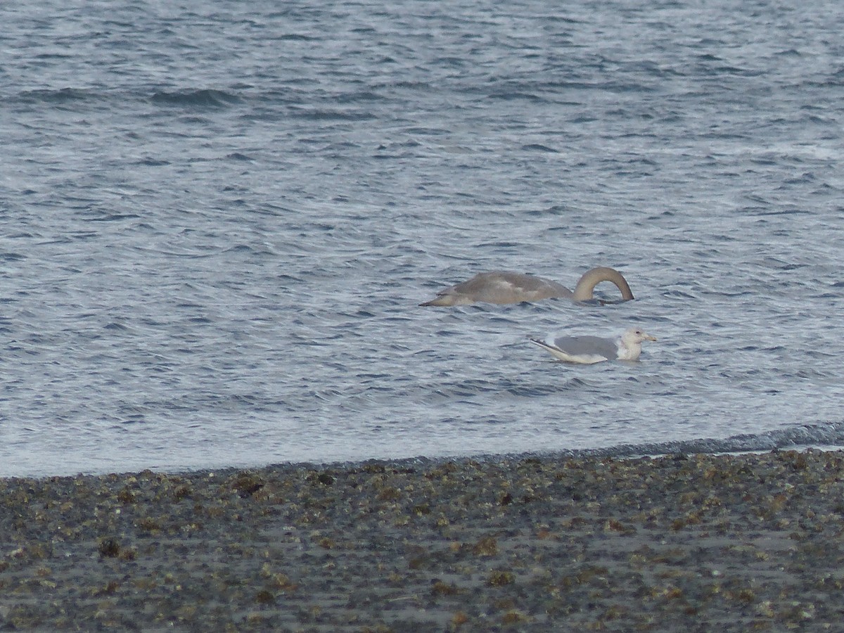 Cygne trompette ou C. siffleur - ML385801631