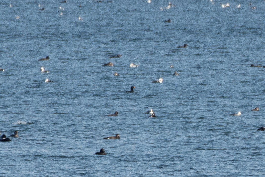 Black Scoter - Paul Bloemendal