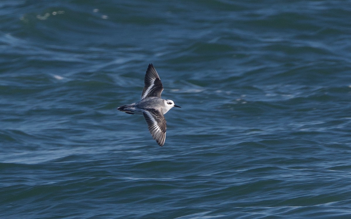 Red Phalarope - Gautam Apte