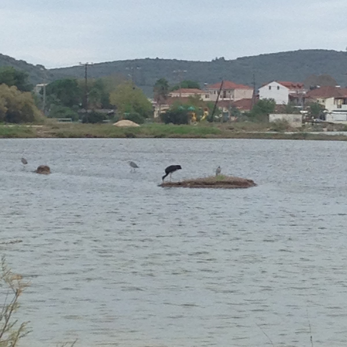 Black Stork - ML38580311