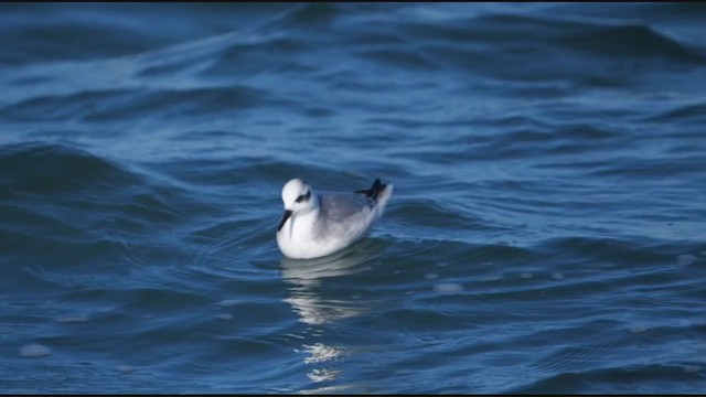 שחיינית רחבת-מקור - ML385804171