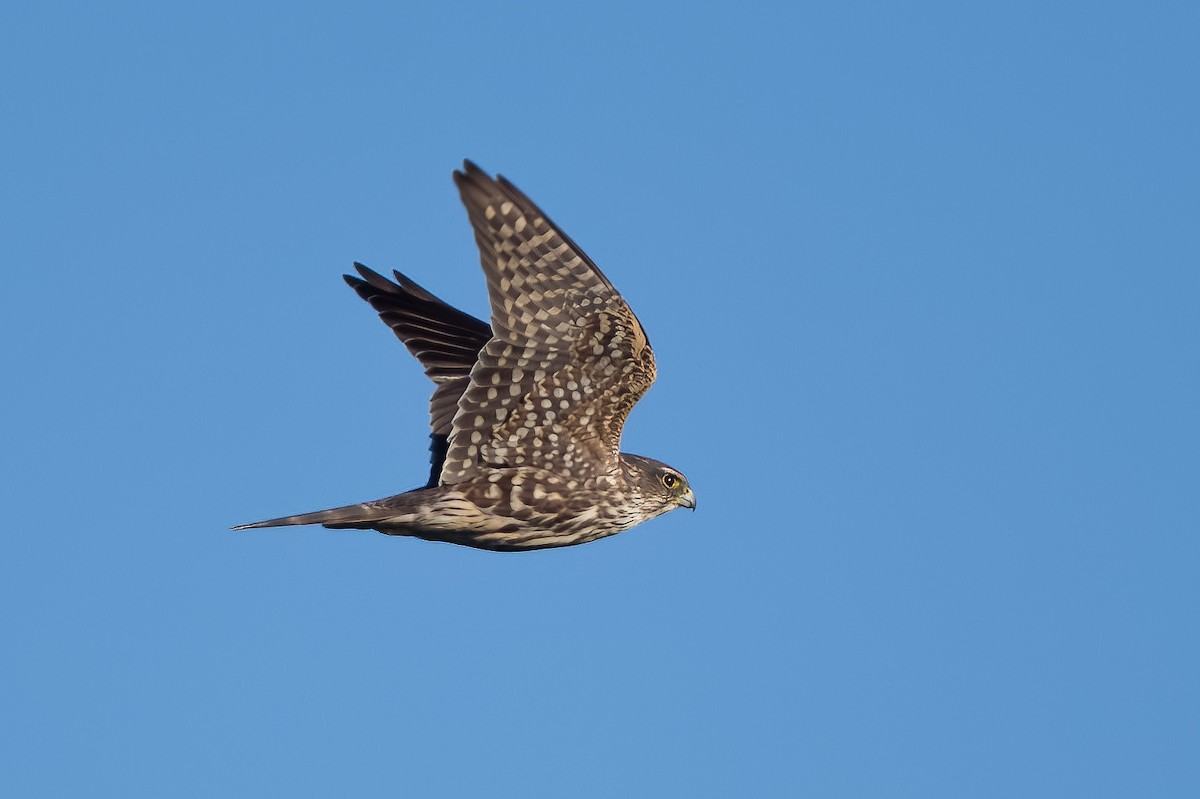 コチョウゲンボウ（columbarius） - ML385804481