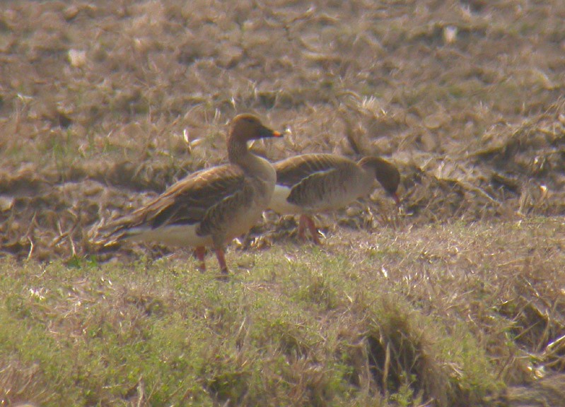 Tundra Bean-Goose - ML38580491