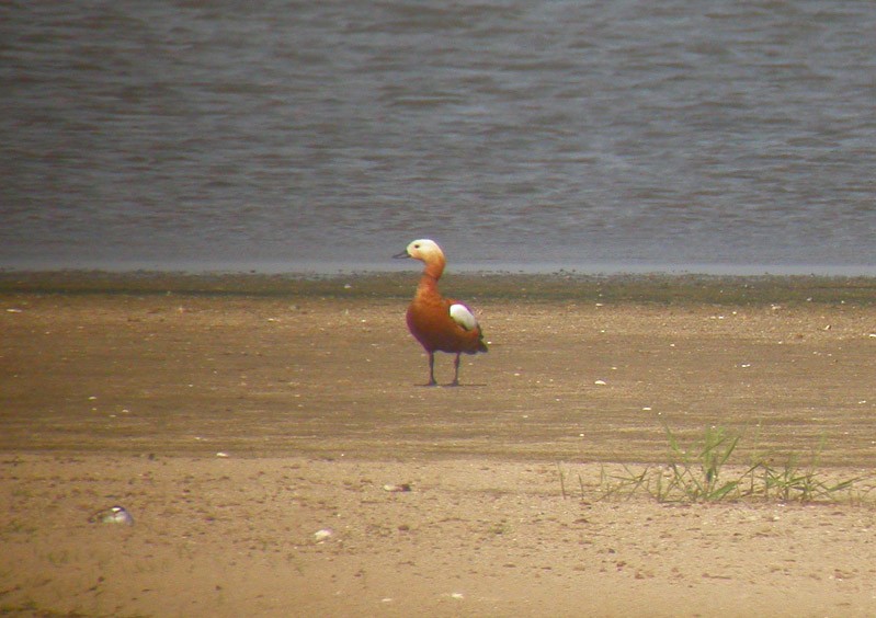 Ruddy Shelduck - ML38580711