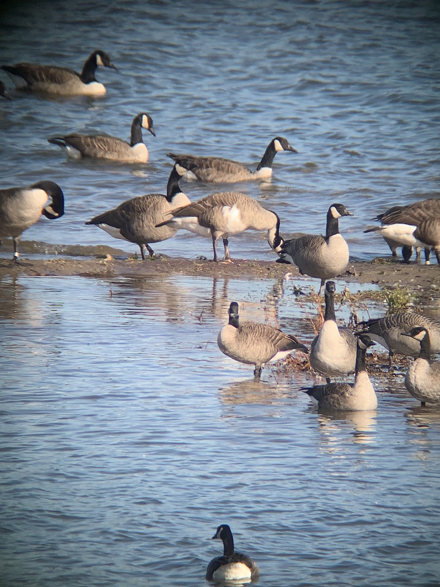 Canada Goose - ML385807161