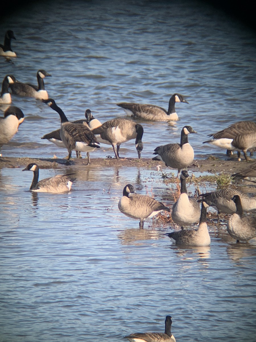 Canada Goose - ML385807171