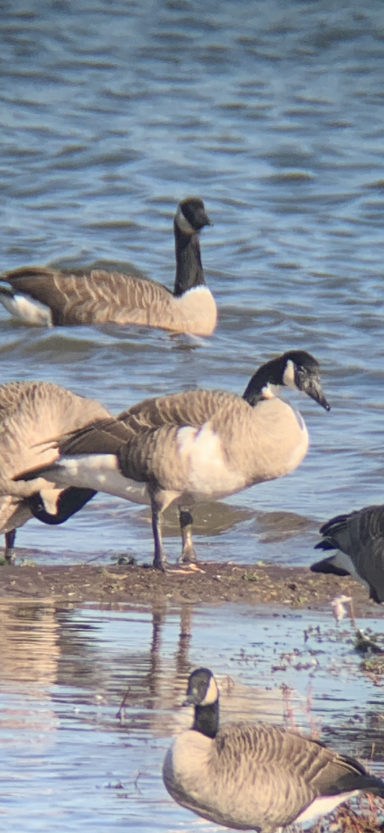 ברנטה קנדית - ML385807271