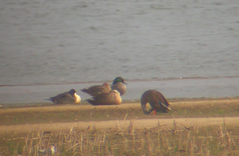 Falcated Duck - ML38580751