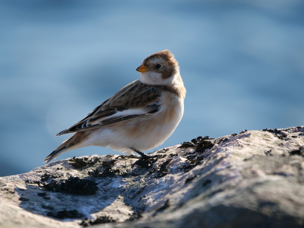 Snow Bunting - ML385808251