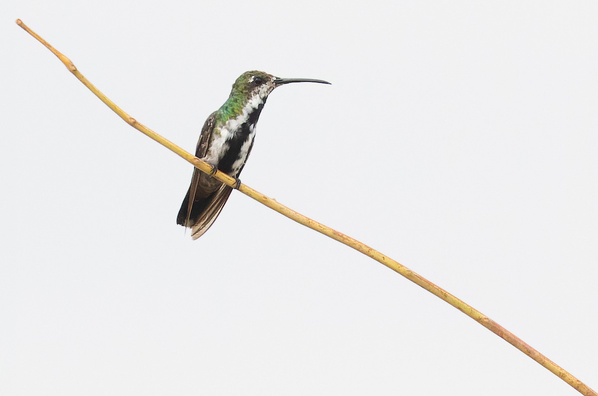 Black-throated Mango (Ecuadorian) - ML385808261