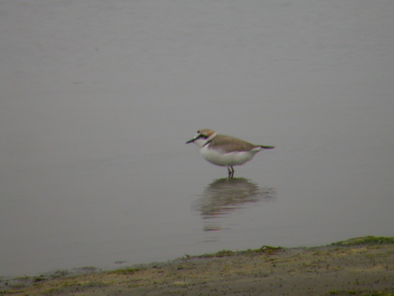 Морской зуёк (alexandrinus/nihonensis) - ML38581001