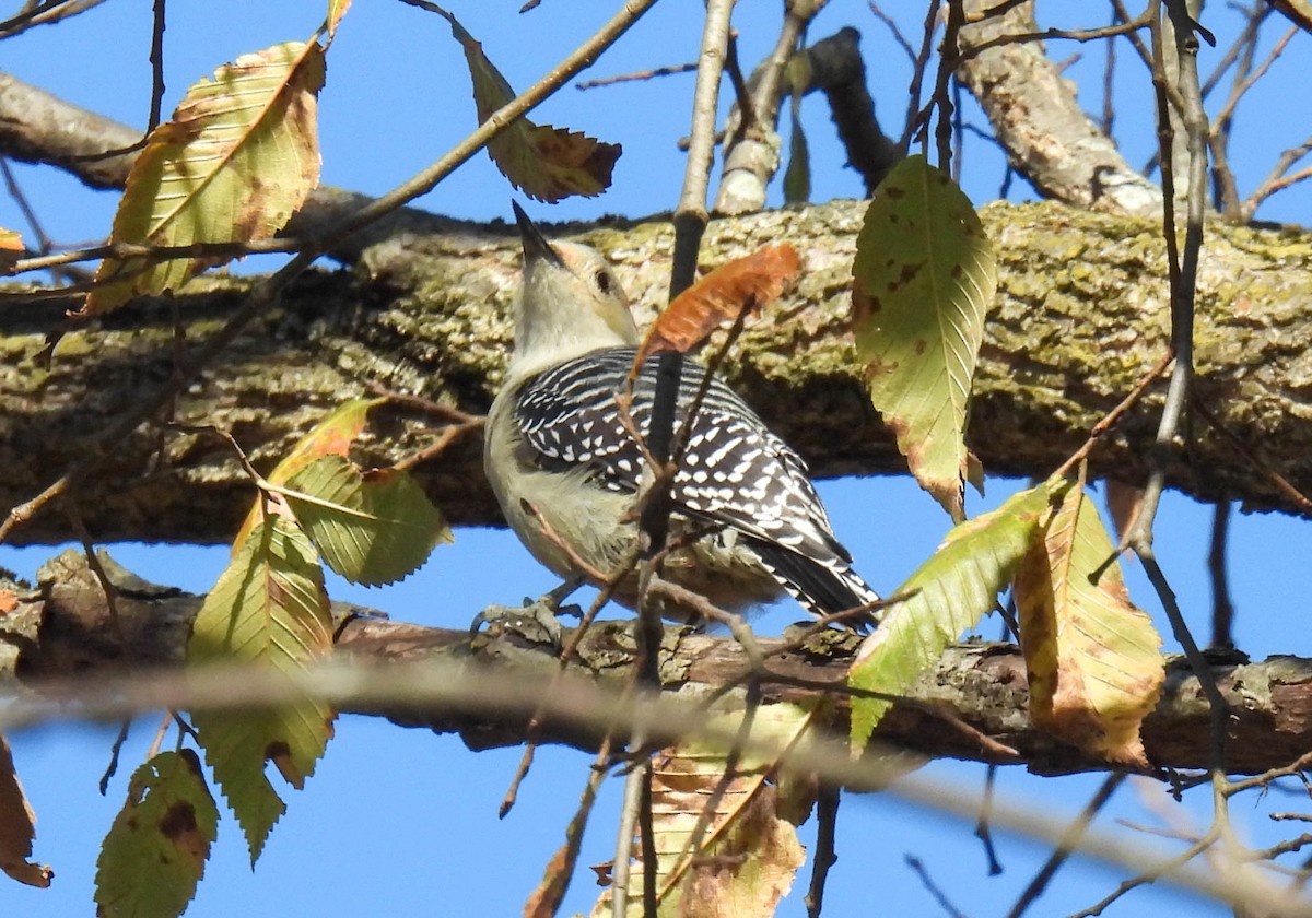 Red-bellied Woodpecker - ML385810281