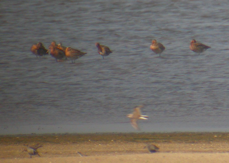 Black-tailed Godwit - ML38581031