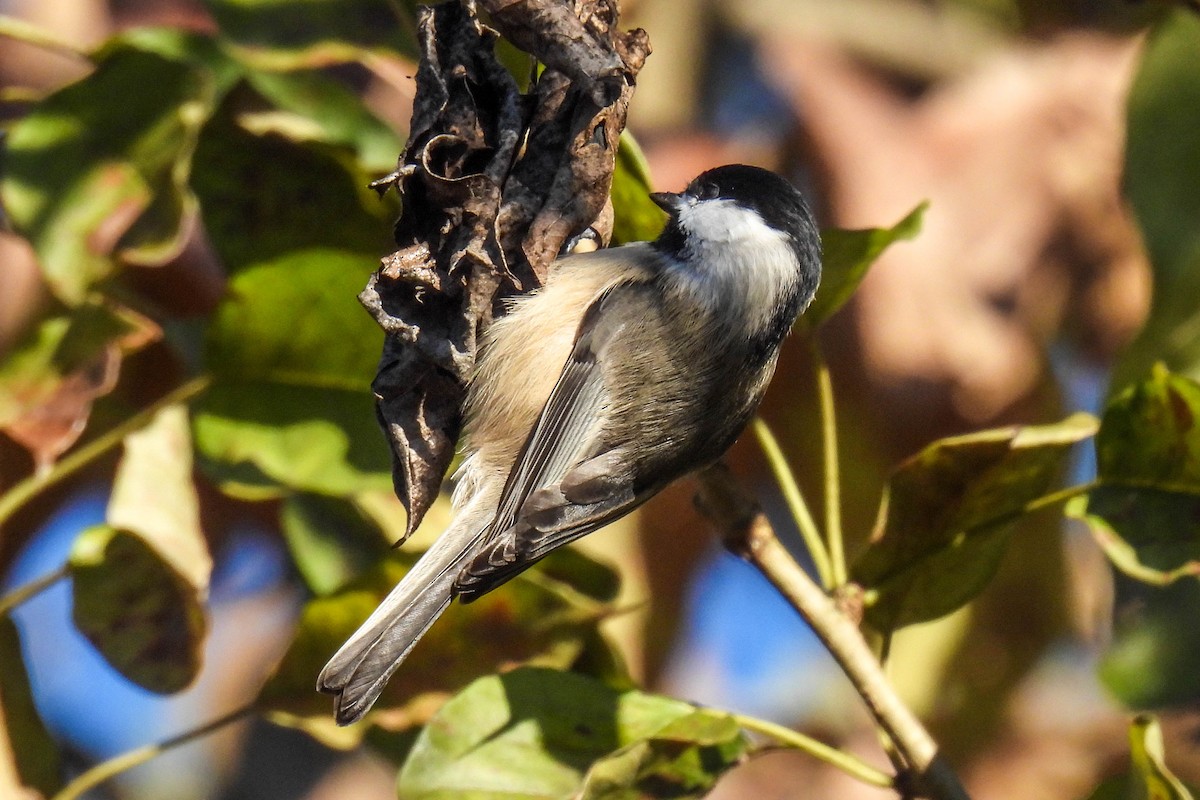 Carolina Chickadee - ML385810361