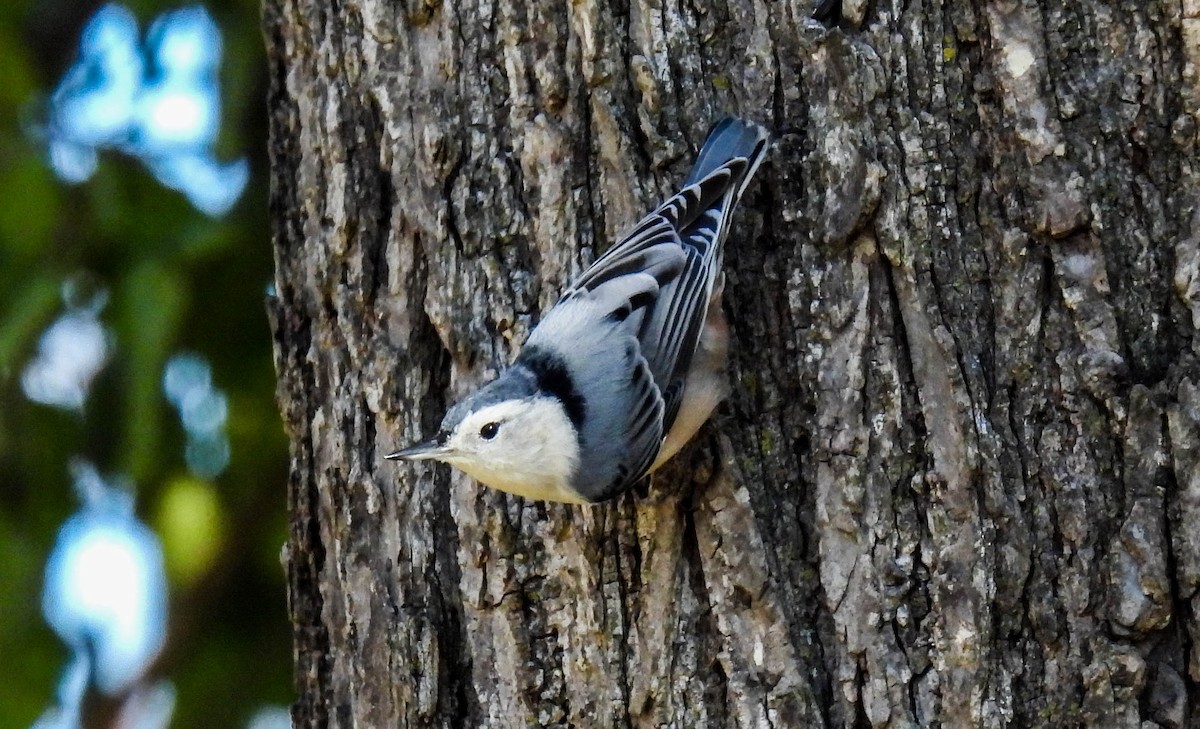 White-breasted Nuthatch - ML385810381