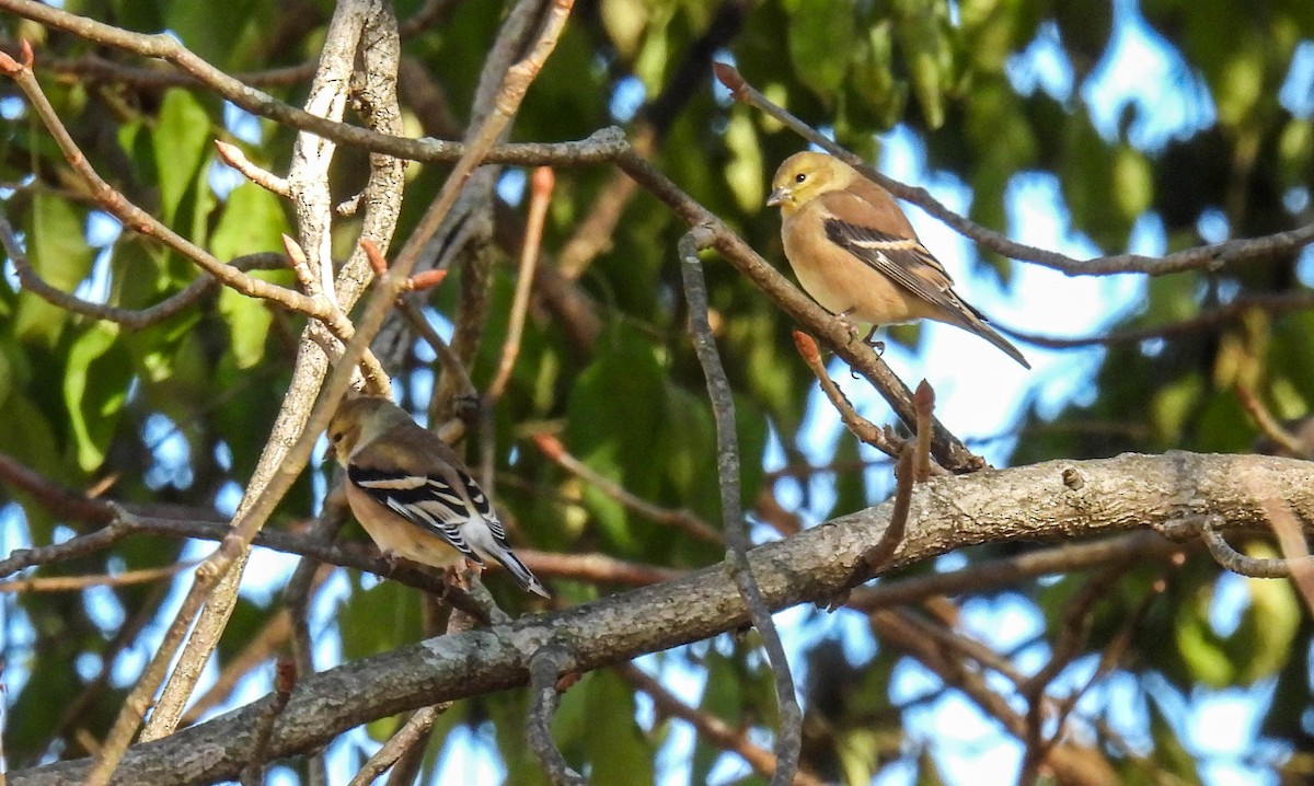 American Goldfinch - ML385810641