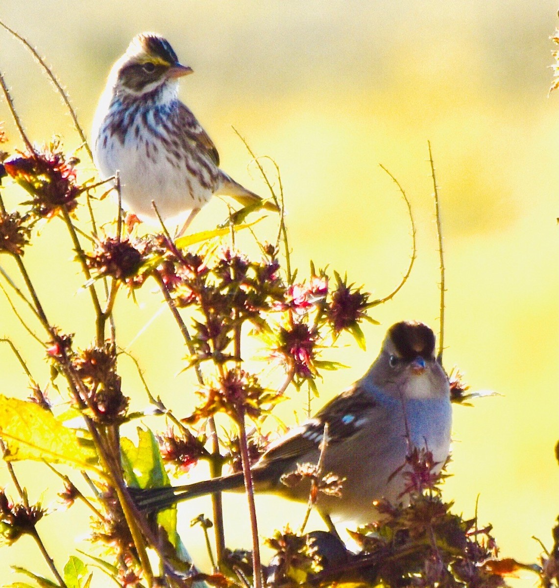 Savannah Sparrow - ML385810801