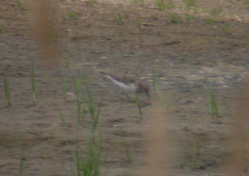 Temminck's Stint - ML38581081